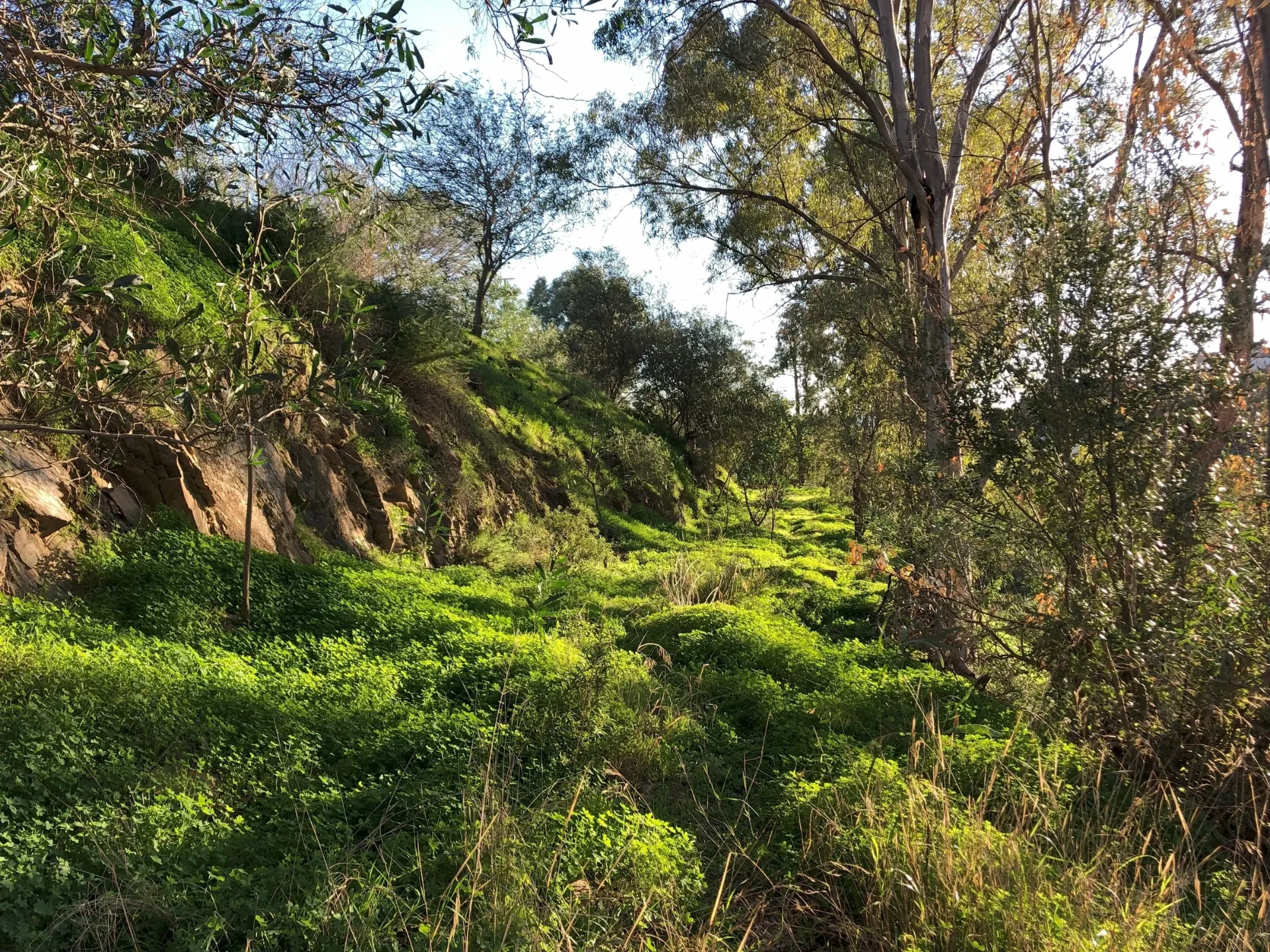 A path through the gardens