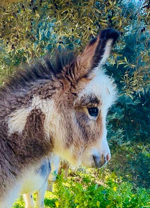 One of the centre's miniature donkeys under the olive trees.